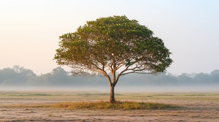 Obraz premium Serene Loneliness of a Tree in Chilly Morning Light