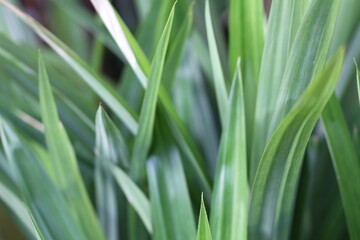 Natural background of fresh green pandan leaves