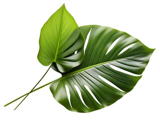 Fototapeta premium Two Lush Green Tropical Leaves On White Background