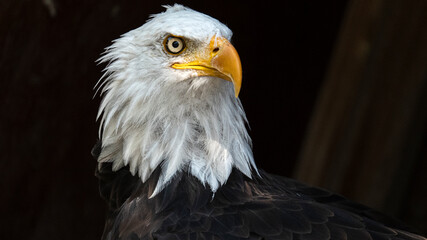 Retrato Águila Blanca