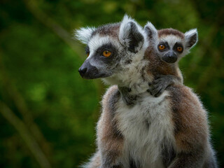 Close-up monkey lemur catta with baby