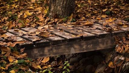 Fallen autumn leaves.