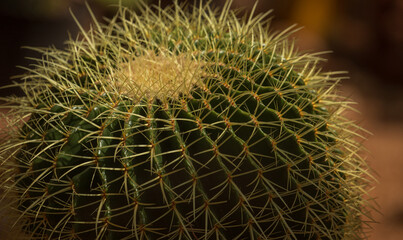 Intricate cactus texture: Kroenleinia grusonii, golden barrel or golden ball also known as mother-in-law's cushion