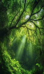 Obraz premium Sunlight streams through dense forest canopy.