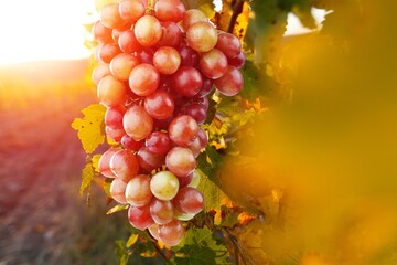 Fresh ripe red grapes hanging in warm sunlight.