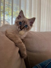 Ragdoll playing with ball