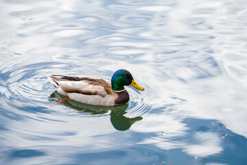 Duck on water scene. Duck water. Duck swim. Ducks swimming water. A duck swims in the water that reflects the clouds
