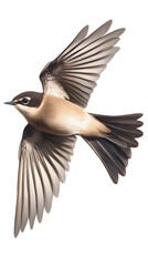 Obraz premium Sand Martin Bird on Transparent Background PNG, Photo Realistic, Wallpaper, Cover and Screen for Smartphone, PC, Laptop, Transparent PNG