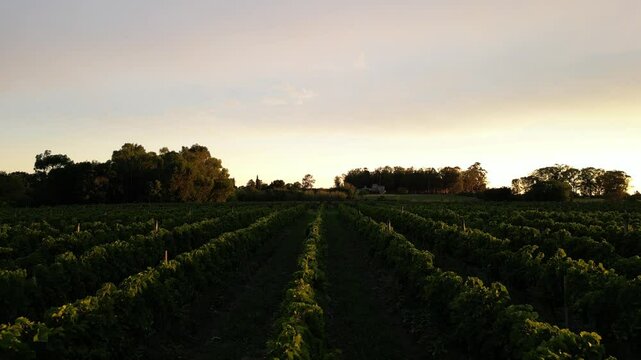 Vi&ntilde;edos al atardecer, Uruguay 
