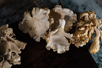 fresh oyster mushrooms on dark background , dry leaves, natural decoration, ready to cook, from the forest or mushroom farm