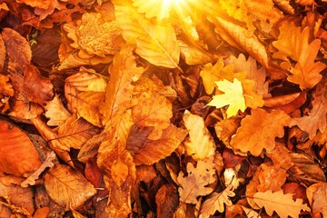 A welcome sign letters on colorful autumn leaves background