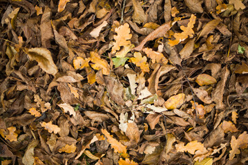 opadnięte liście jesienią 