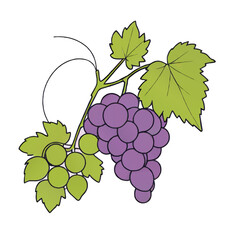 Fototapeta premium grapes and leaves vector