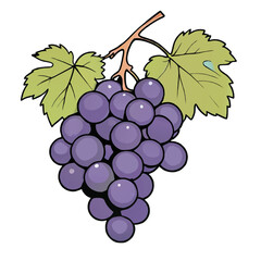 blue grapes vector