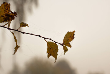 jesienne liście w pajęczynie  © mortexsw