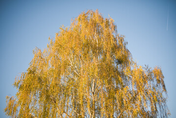 jesienna brzoza © mortexsw