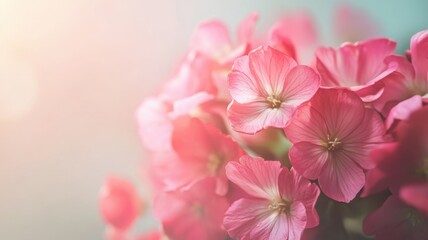 Fototapeta premium Close-up of pink flowers in soft natural light, symbolizing breast cancer awareness, peaceful and clean composition for a hopeful, uplifting mood. Breast Cancer Awareness Month