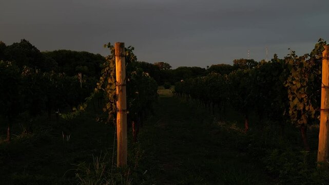 Vi&ntilde;edos al atardecer en Uruguay