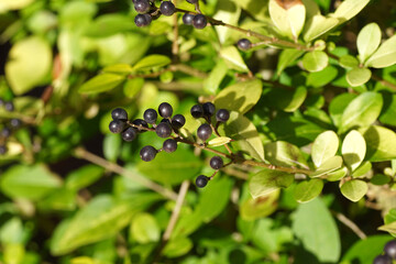 Close up of black berries of Ligustrum ovalifolium (Korean privet, California privet, garden...