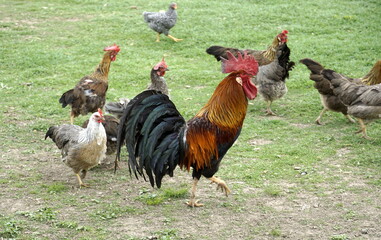 rooster and hens in the yard