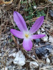 purple crocus flower