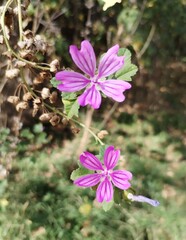 pink and white flowers