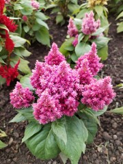 Obraz premium pink and white flowers