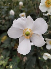 Obraz premium tree blossom