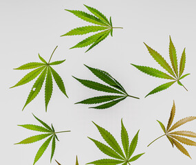 Marijuana green and yellow leafs with white background