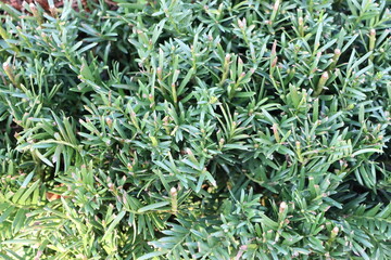 The Lush Green Foliage of the Yew Shrub in the Vibrant Garden Adds a Charming Touch