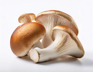 mushrooms isolated on white background