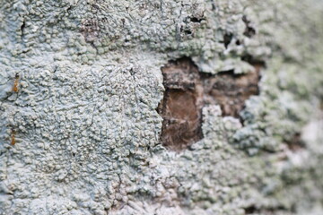 abstract natural background of moss and mushrooms on walls and trees