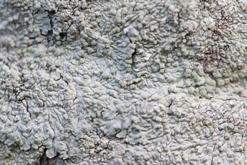 abstract natural background of moss and mushrooms on walls and trees