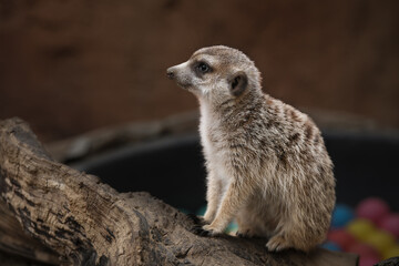 Suricate