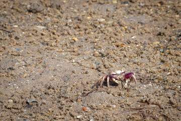 crab on the sand