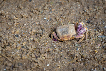 crab on the beach