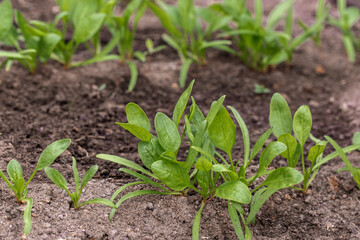 Fresh spinatch is growing in the garden