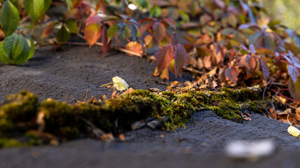 A detailed close up image of moss and various leaves on the ground