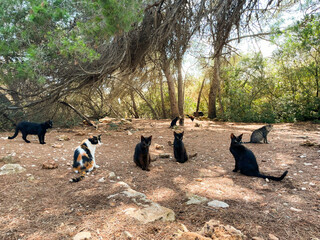 a stray cat colony in palma de mallorca, spain with a lot of wild cats