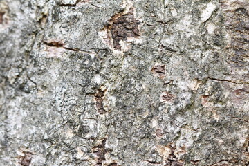 abstract natural background of moss and mushrooms on walls and trees