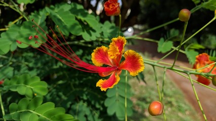 Close-up of a vibrant red and yellow flower