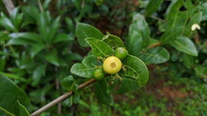 Close-up of unripe fruits on a branch with green foliage