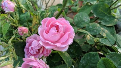 Blooming pink roses in a garden