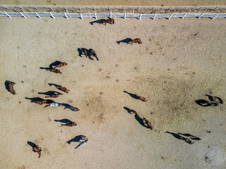 Aerial view of  grazing group of horses at evening