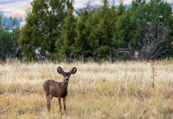 An adorable deer at Chatfield State Park, Colorado