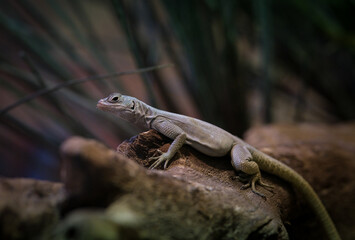 iguana on a tree