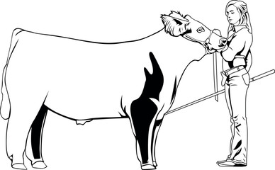 Show Steer Vector,Stock Show Vector,Livestock Judging Vector File 
