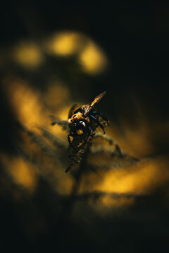 a bee