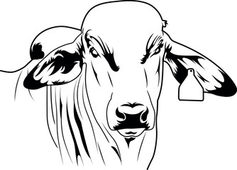 Brahman Bull Face Vector File, Farm Vector 