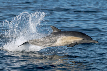 dolphin in the water, dolphin jumping out of water